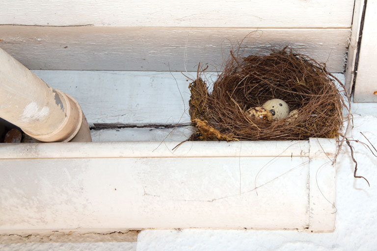 Bird Nest on Gutter